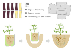 Bagasse Flowerpot