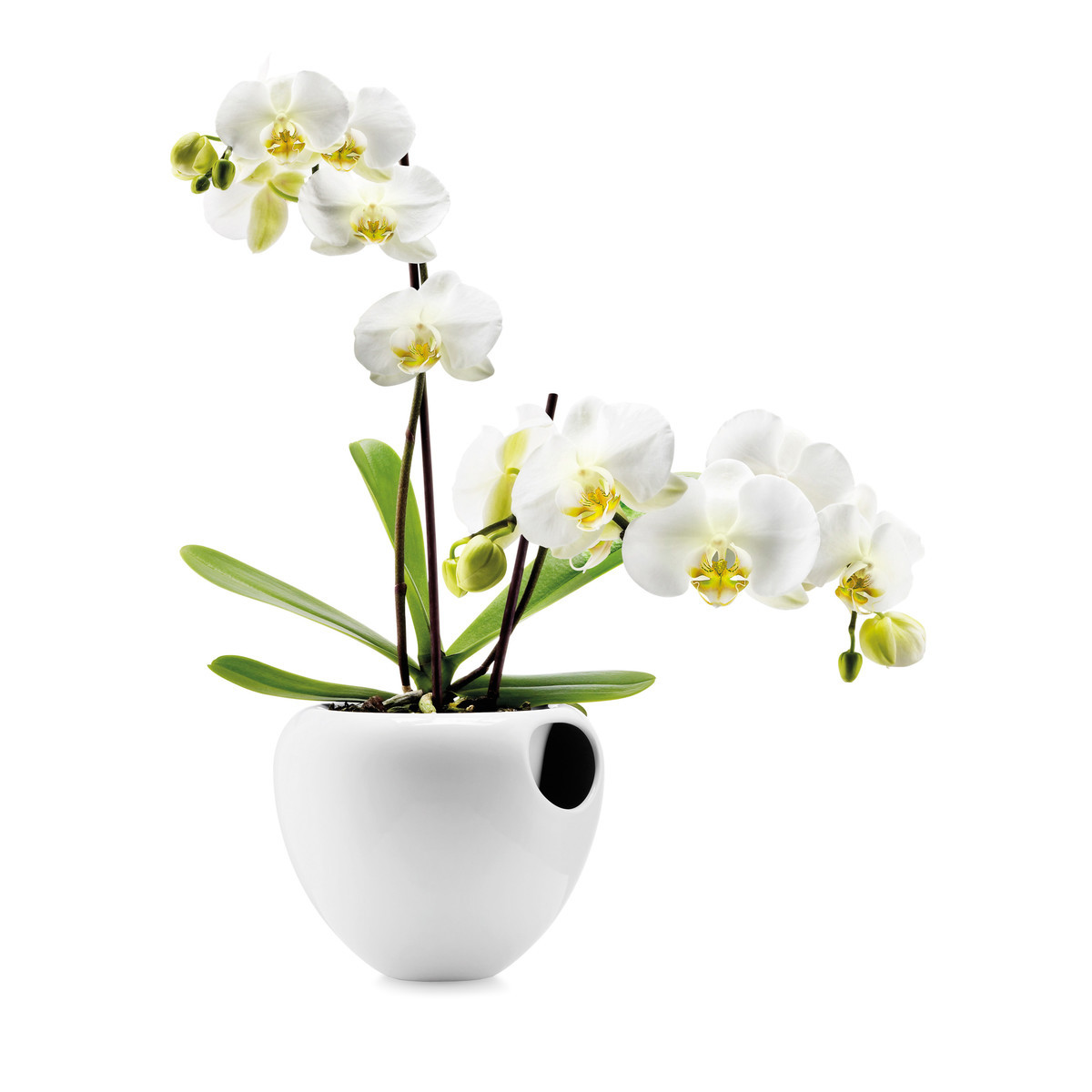 Orchid pot